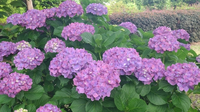 紫陽花 (1).JPG
