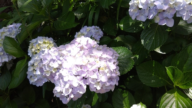 紫陽花 (11).JPG
