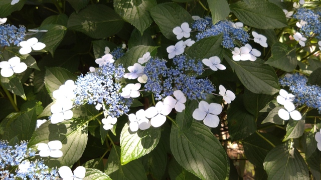 紫陽花 (12).JPG