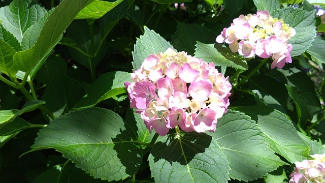 紫陽花 (14).JPG