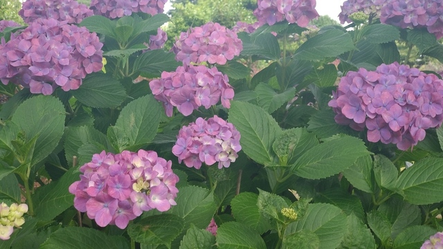 紫陽花 (3).JPG