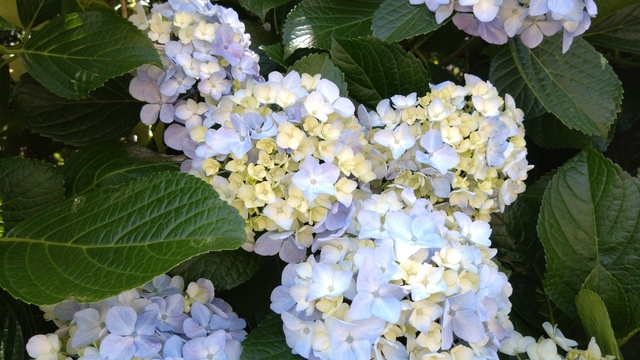 紫陽花 (6).JPG