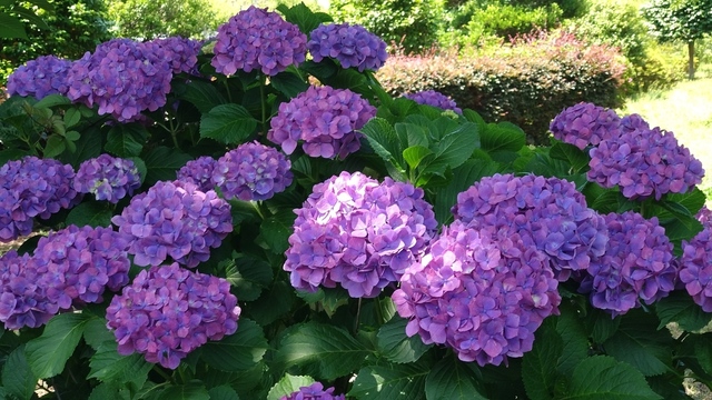 紫陽花 (8).JPG
