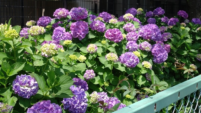 紫陽花 (9).JPG