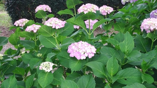 紫陽花_pink.JPG