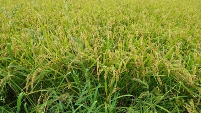 稲