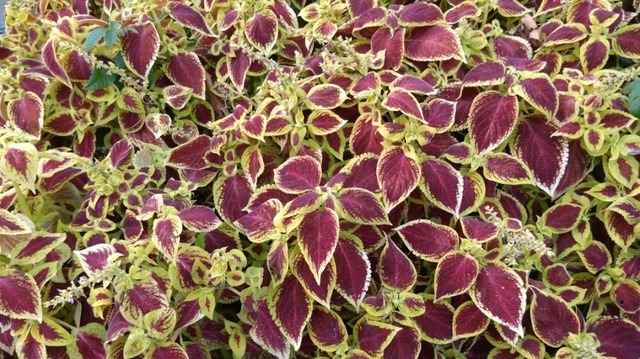 COLEUS