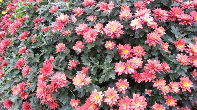 赤い菊